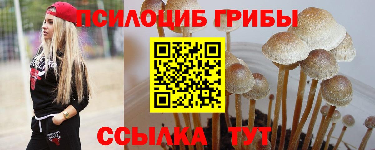 Галлюциногенные грибы мицелий  Курск  Псилоцибиновые грибы Cubensis 